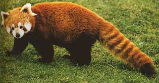India: special arrangements made to preserve Red Panda breed